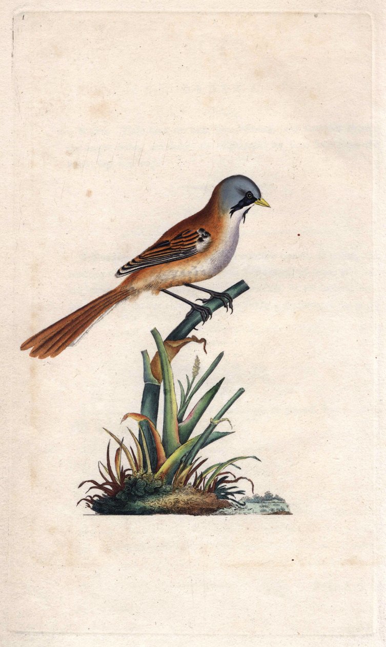 Viiksileipäily (passeriform). Panurus biarmicus (Parus biarmicus). Edward Donovanin (1768-1837) kuparikaiverrus, julkaistu Natural History of British Birdsissä, Lontoossa tekijältä Edward Donovan