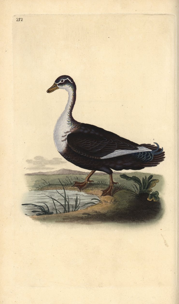 Myskiankka (muunnelma), Cairina moschata. Käsinvärinen kuparilevy, jonka on piirtänyt ja kaivertanut Edward Donovan omasta "British Birds -luonnonhistoriastaan", Lontoossa tekijältä Edward Donovan