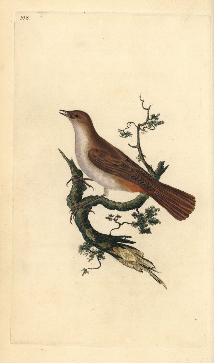 Nightingale, Luscinia megarhynchos. Käsinvärinen kuparilevy, jonka on piirtänyt ja kaivertanut Edward Donovan omasta "British Birds -luonnonhistoriastaan", Lontoossa tekijältä Edward Donovan