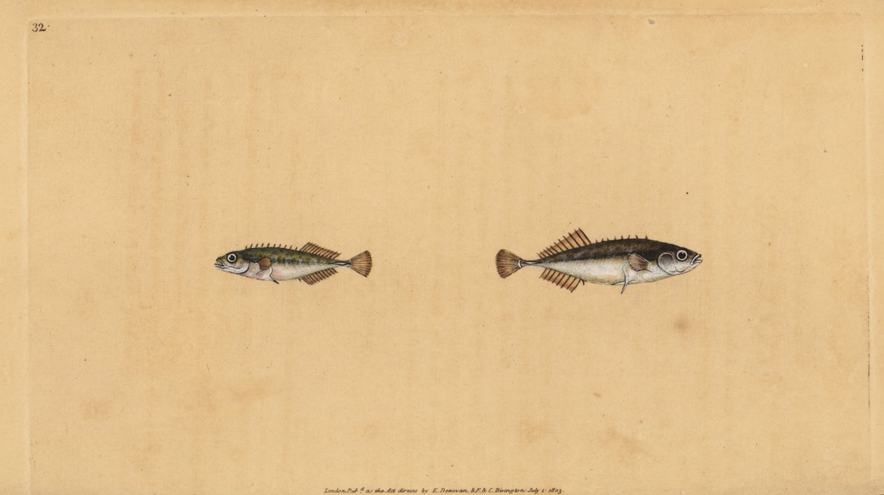 Pungitius pungitius (pieni- tai 10-kärkinen tikkuselkä, Gasterosteus pungitius). Käsinvärinen kuparilevy, jonka on piirtänyt ja kaivertanut Edward Donovan teoksestaan Natural History of British Fishes, Donovan and F.C. ja J. Rivington, Lontoo tekijältä Edward Donovan