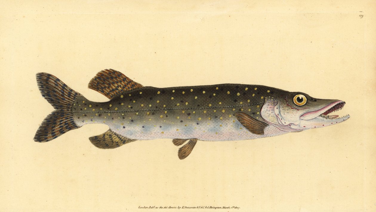 Pohjoinen hauki, Esox lucius. Käsinvärinen kuparilevy, jonka on piirtänyt ja kaivertanut Edward Donovan teoksestaan Natural History of British Fishes, Donovan and F.C. ja J. Rivington, Lontoo tekijältä Edward Donovan