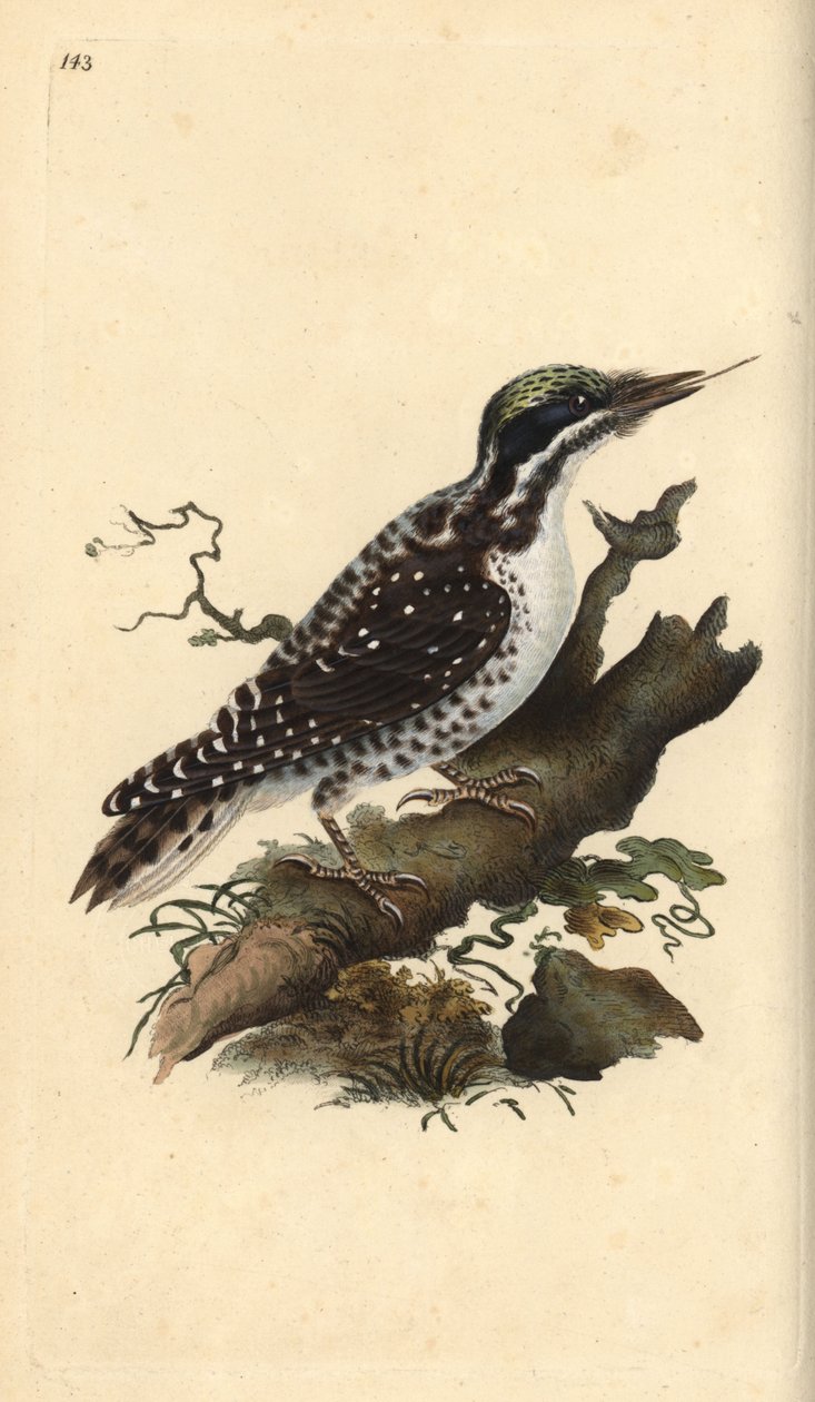 Pohjoinen kolmivarvas tikka. Picoides tridactylus. Käsinvärinen kuparilevy, jonka on piirtänyt ja kaivertanut Edward Donovan omasta "British Birds -luonnonhistoriastaan", Lontoossa tekijältä Edward Donovan