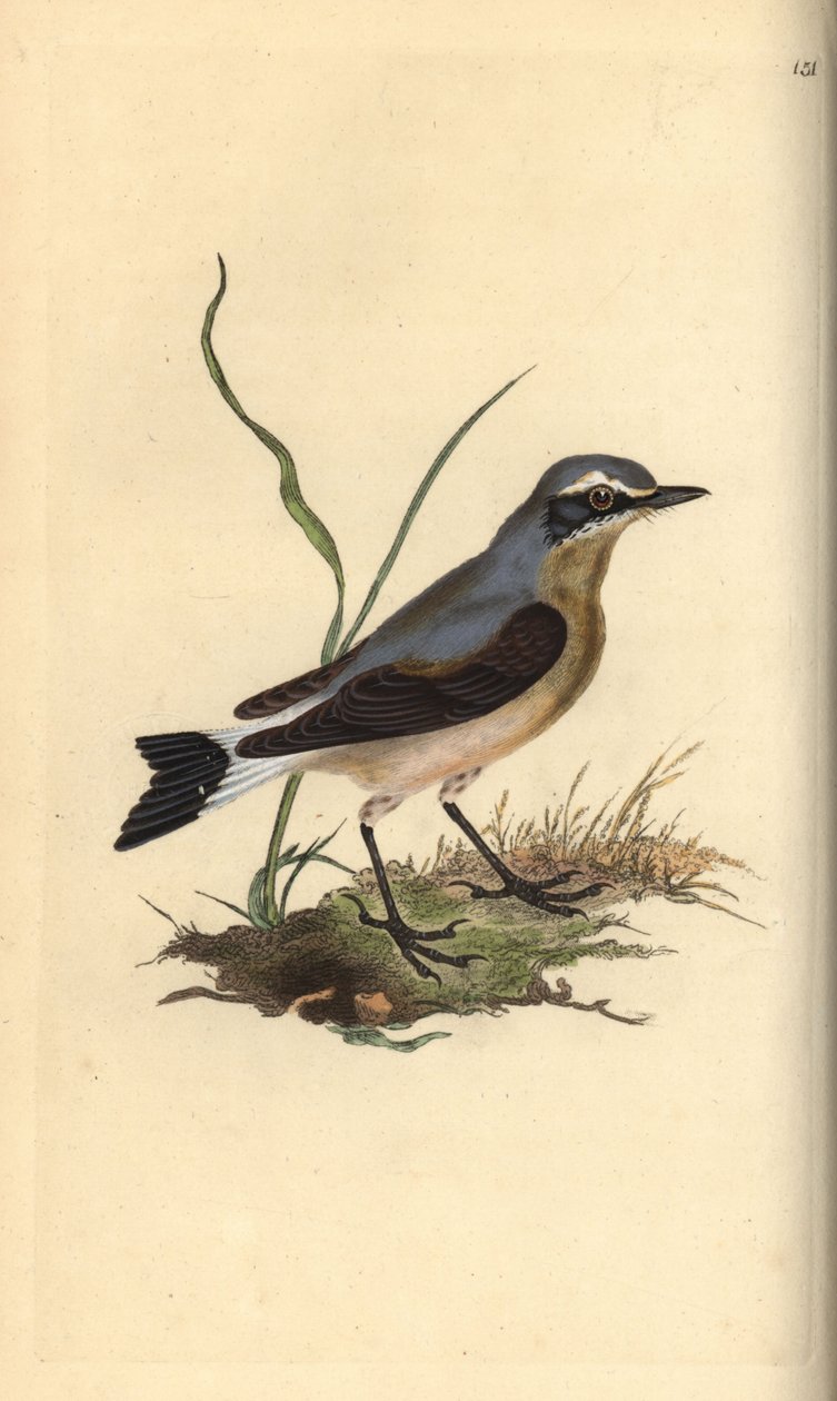 Pohjoinen vehnäkoru, Oenanthe oenanthe. Käsinvärinen kuparilevy, jonka on piirtänyt ja kaivertanut Edward Donovan omasta "British Birds -luonnonhistoriastaan", Lontoossa tekijältä Edward Donovan