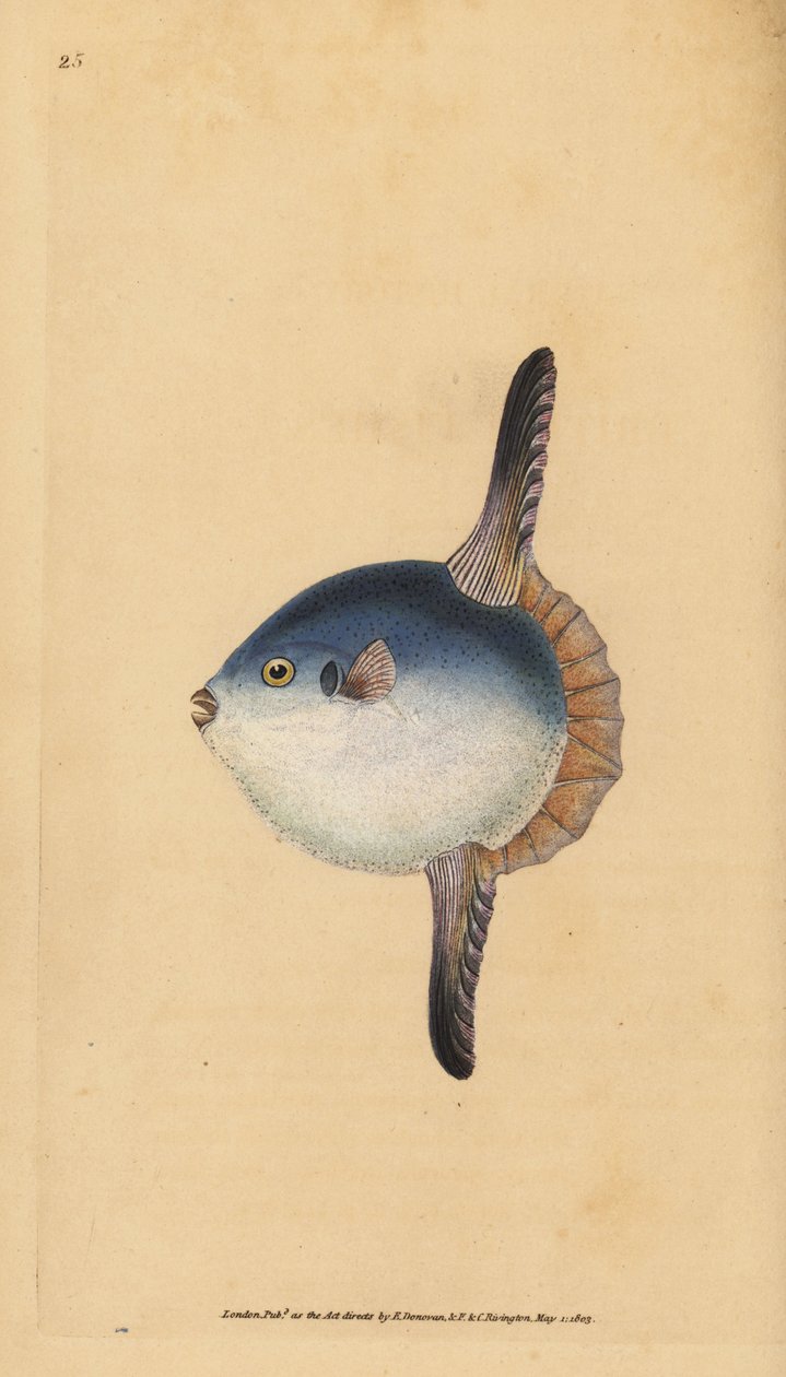 Valtameren aurinkokala, Mola mola. Haavoittuvainen. (Aurinkokala, Tetrodon mola). Käsinvärinen kuparilevy, jonka on piirtänyt ja kaivertanut Edward Donovan teoksestaan Natural History of British Fishes, Donovan and F.C. ja J. Rivington, Lontoo tekijältä Edward Donovan