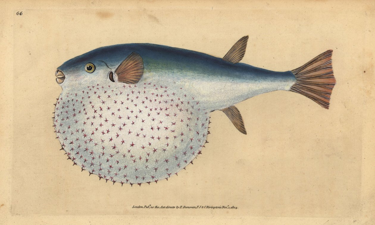 Valtamerenkukku, Lagocephalus lagocephalus (tähtipallokala, Tetrodon stellatus). Käsinvärinen kuparilevy, jonka on piirtänyt ja kaivertanut Edward Donovan teoksestaan Natural History of British Fishes, Donovan and F.C. ja J. Rivington, Lontoo tekijältä Edward Donovan