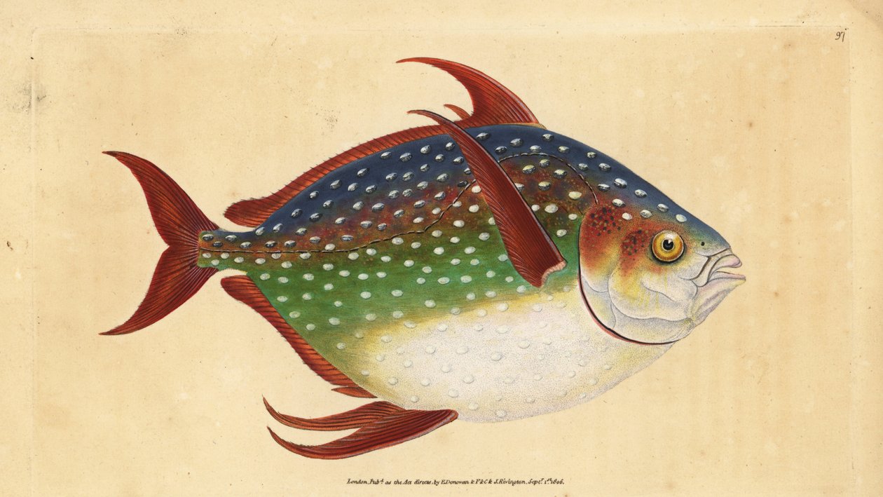 Opah tai kuningaskala, Lampris guttatus (Zeus luna). Käsinvärinen kuparilevy, jonka on piirtänyt ja kaivertanut Edward Donovan teoksestaan Natural History of British Fishes, Donovan and F.C. ja J. Rivington, Lontoo tekijältä Edward Donovan