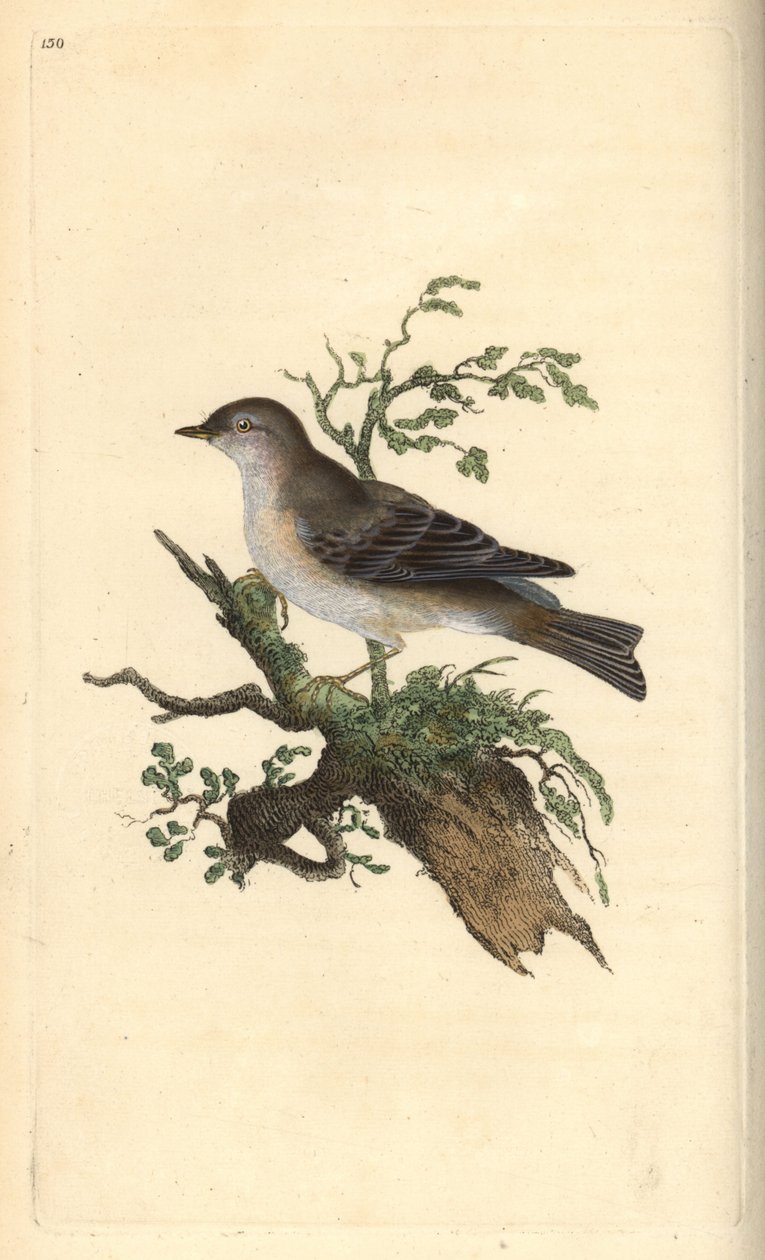 Orpokota, Sylvia hydrtensis tai isompi sipuli. Käsinvärinen kuparilevy, jonka on piirtänyt ja kaivertanut Edward Donovan omasta "British Birds -luonnonhistoriastaan", Lontoossa tekijältä Edward Donovan