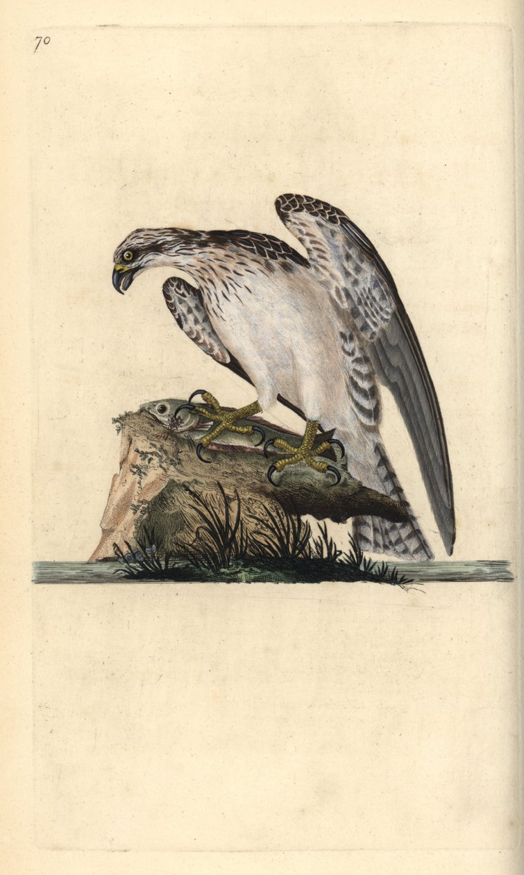 Kalasääski, Pandion haliaetus, seisoo pyydetyn kalan päällä. Käsinvärinen kuparilevy, jonka on piirtänyt ja kaivertanut Edward Donovan omasta "British Birds -luonnonhistoriastaan", Lontoossa tekijältä Edward Donovan