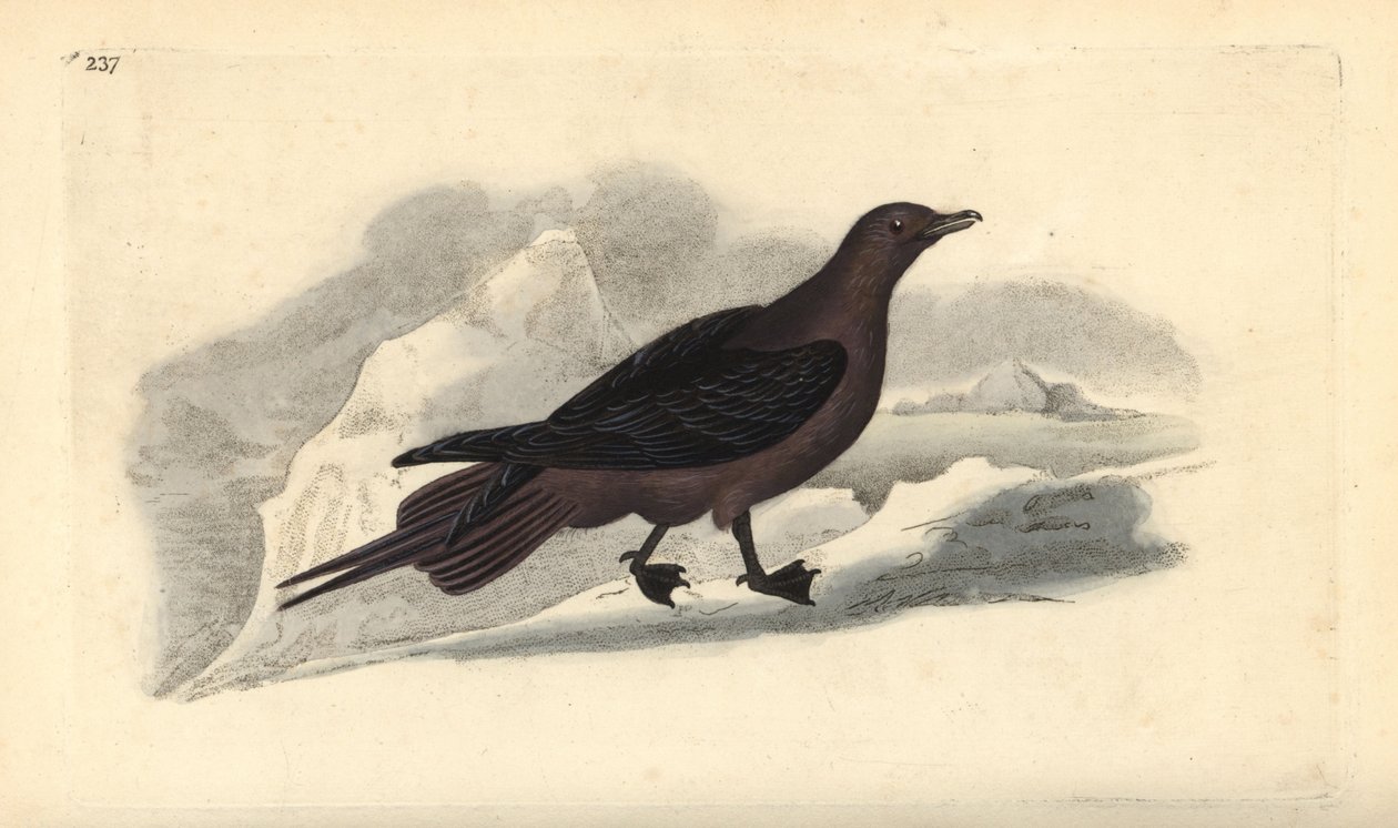 Loisjääkäri, Stercorarius parasiticus. Käsinvärinen kuparilevy, jonka on piirtänyt ja kaivertanut Edward Donovan omasta "British Birds -luonnonhistoriastaan", Lontoossa tekijältä Edward Donovan