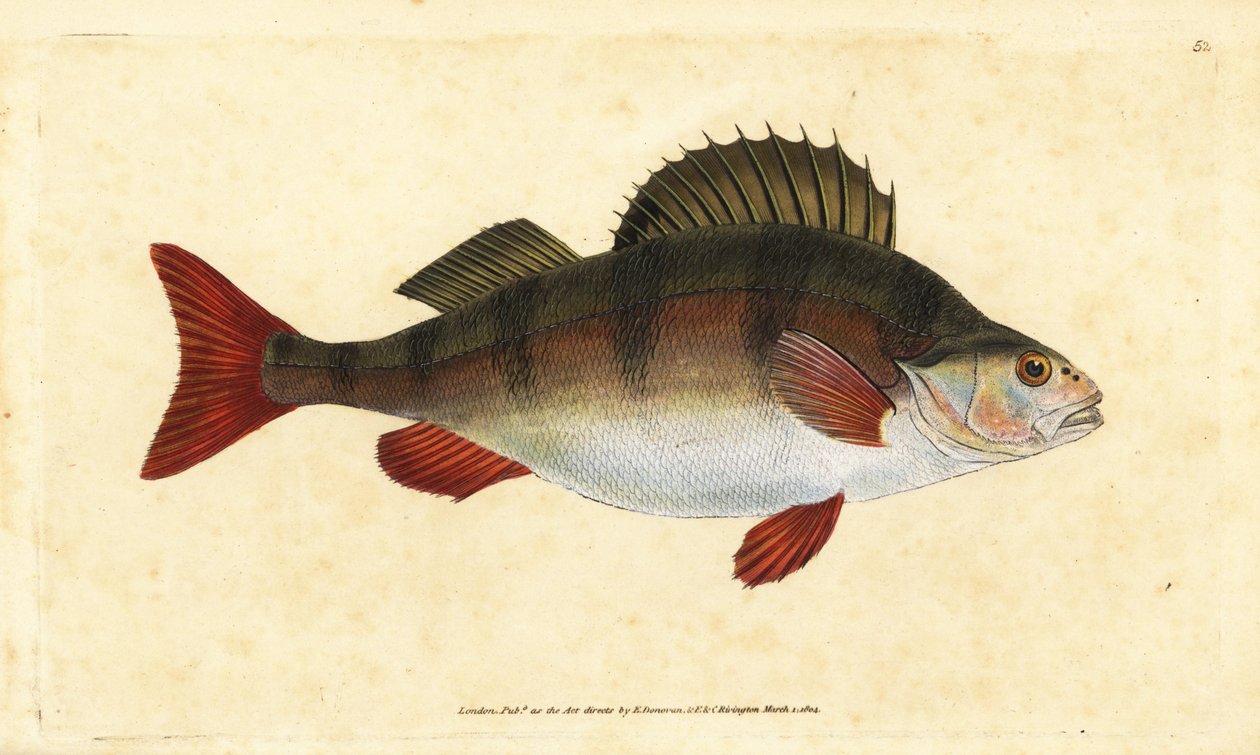 Ahven, Perca fluviatilis. Käsinvärinen kuparilevy, jonka on piirtänyt ja kaivertanut Edward Donovan teoksestaan Natural History of British Fishes, Donovan and F.C. ja J. Rivington, Lontoo tekijältä Edward Donovan
