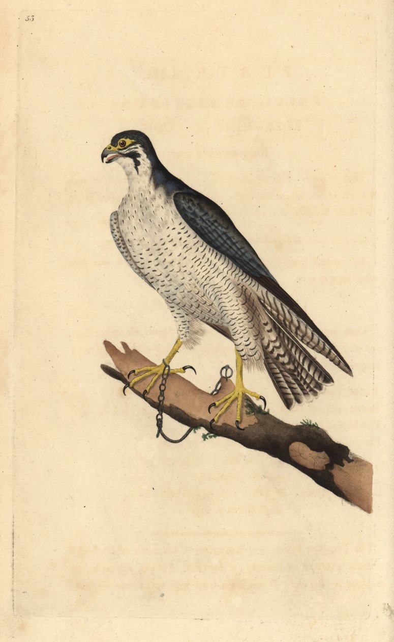 Muuttohaukka, Falco peregrinus, oksaan ketjutettuna. Käsinvärinen kuparilevy, jonka on piirtänyt ja kaivertanut Edward Donovan omasta "British Birds -luonnonhistoriastaan", Lontoossa tekijältä Edward Donovan