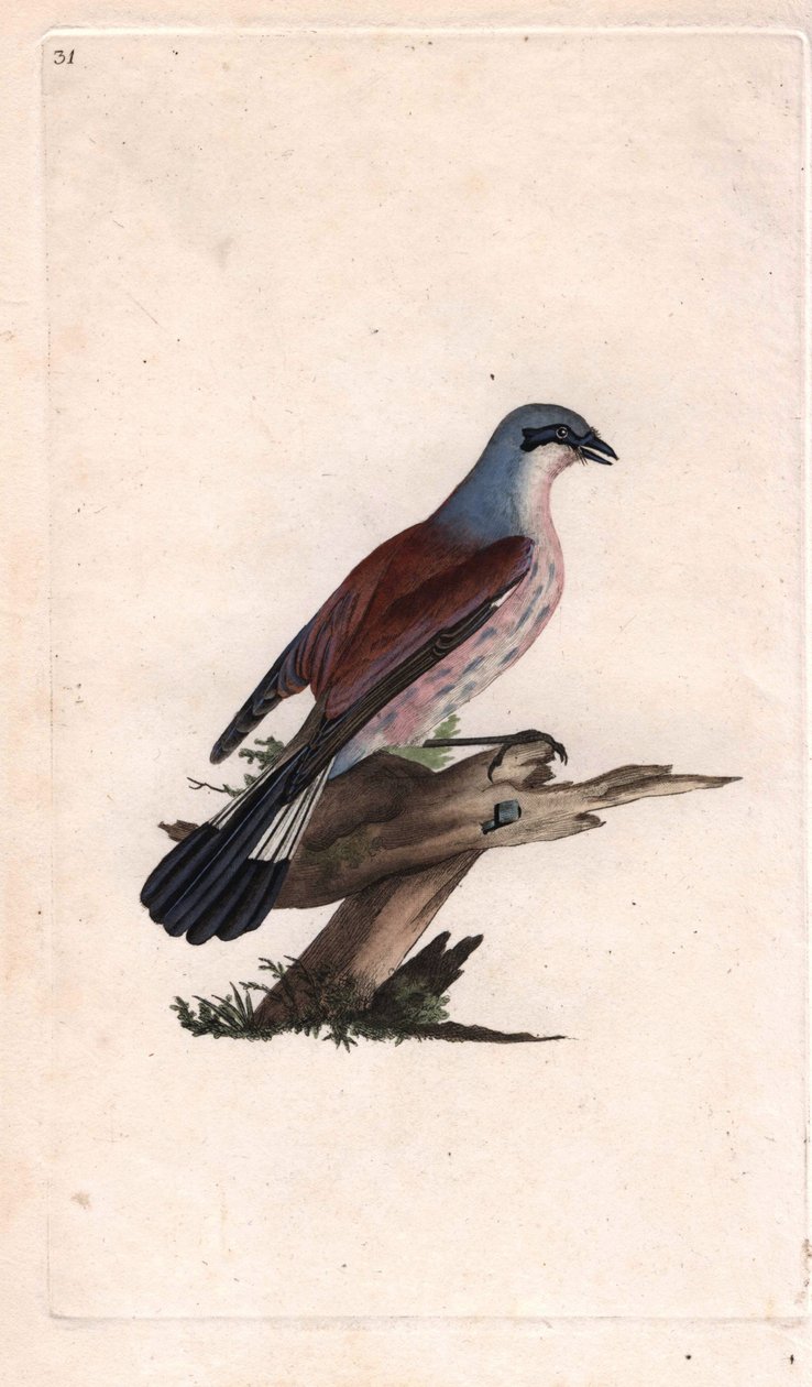 Flayer Shrike Harakka. Lanius collurio. Edward Donovanin (1768-1837) kuparikaiverrus, julkaistu Natural History of British Birdsissä, Lontoossa tekijältä Edward Donovan