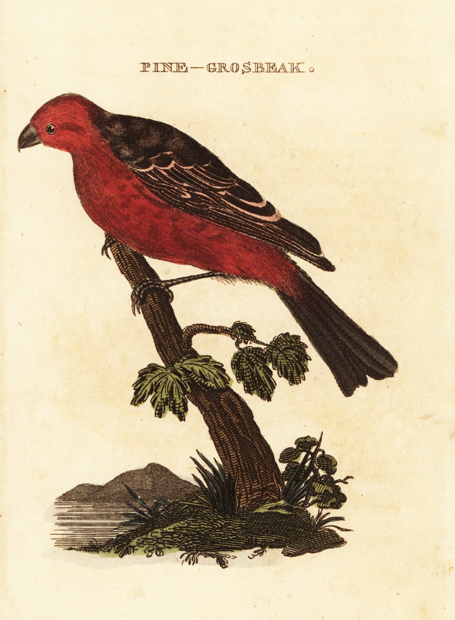 Pinicola enucleator tekijältä Edward Donovan