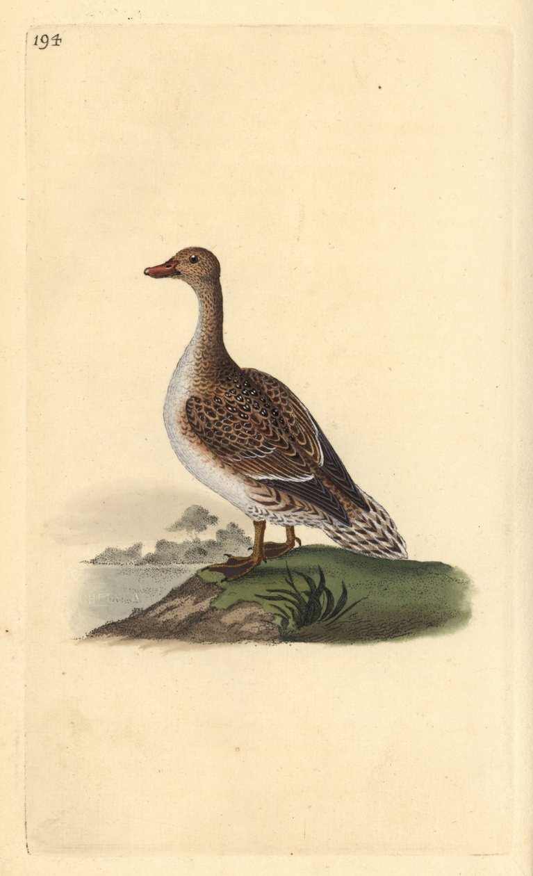 Pintail, Anas acuta, naaras. Käsinvärinen kuparilevy, jonka on piirtänyt ja kaivertanut Edward Donovan omasta "British Birds -luonnonhistoriastaan", Lontoossa tekijältä Edward Donovan