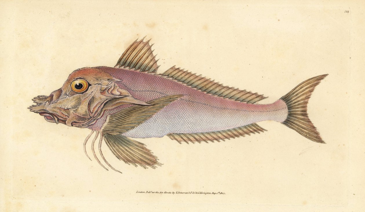Piper, Trigla lyra. Käsinvärinen kuparilevy, jonka on piirtänyt ja kaivertanut Edward Donovan teoksestaan Natural History of British Fishes, Donovan and F.C. ja J. Rivington, Lontoo tekijältä Edward Donovan