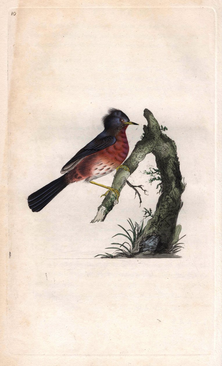 Pitchou warf. Sylvia undata (Sylvia dartfordiensis). Edward Donovanin (1768-1837) kuparikaiverrus, julkaistu Natural History of British Birdsissä, Lontoossa tekijältä Edward Donovan