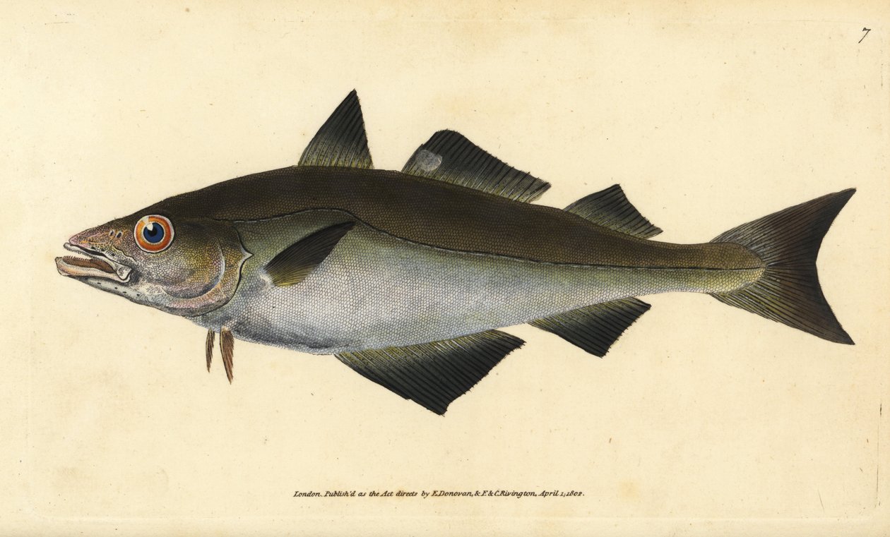 Pollack, Pollachius pollachius (valkoturskanlohi, Gadus pollachius). Edward Donovanin käsin piirtämä ja kaiverrettu kuparilevy teoksesta Natural History of British Fishes, Donovan and F.C. and J. Rivington, Lontoo. tekijältä Edward Donovan