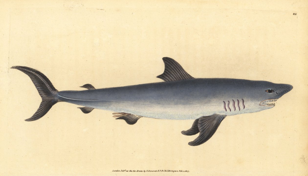 Porbeagle, Lamna nasus. Haavoittuvainen. (Porbeagle hai, Squalus cornubicus). Käsinvärinen kuparilevy, jonka on piirtänyt ja kaivertanut Edward Donovan teoksestaan Natural History of British Fishes, Donovan and F.C. ja J. Rivington, Lontoo tekijältä Edward Donovan
