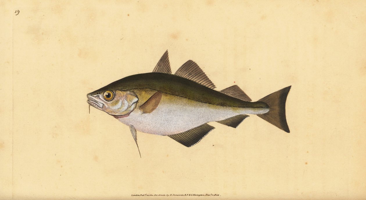 Turska, Trisopterus luscus (Bib, Gadus luscus). Käsinvärinen kuparilevy, jonka on piirtänyt ja kaivertanut Edward Donovan teoksestaan Natural History of British Fishes, Donovan and F.C. ja J. Rivington, Lontoo tekijältä Edward Donovan