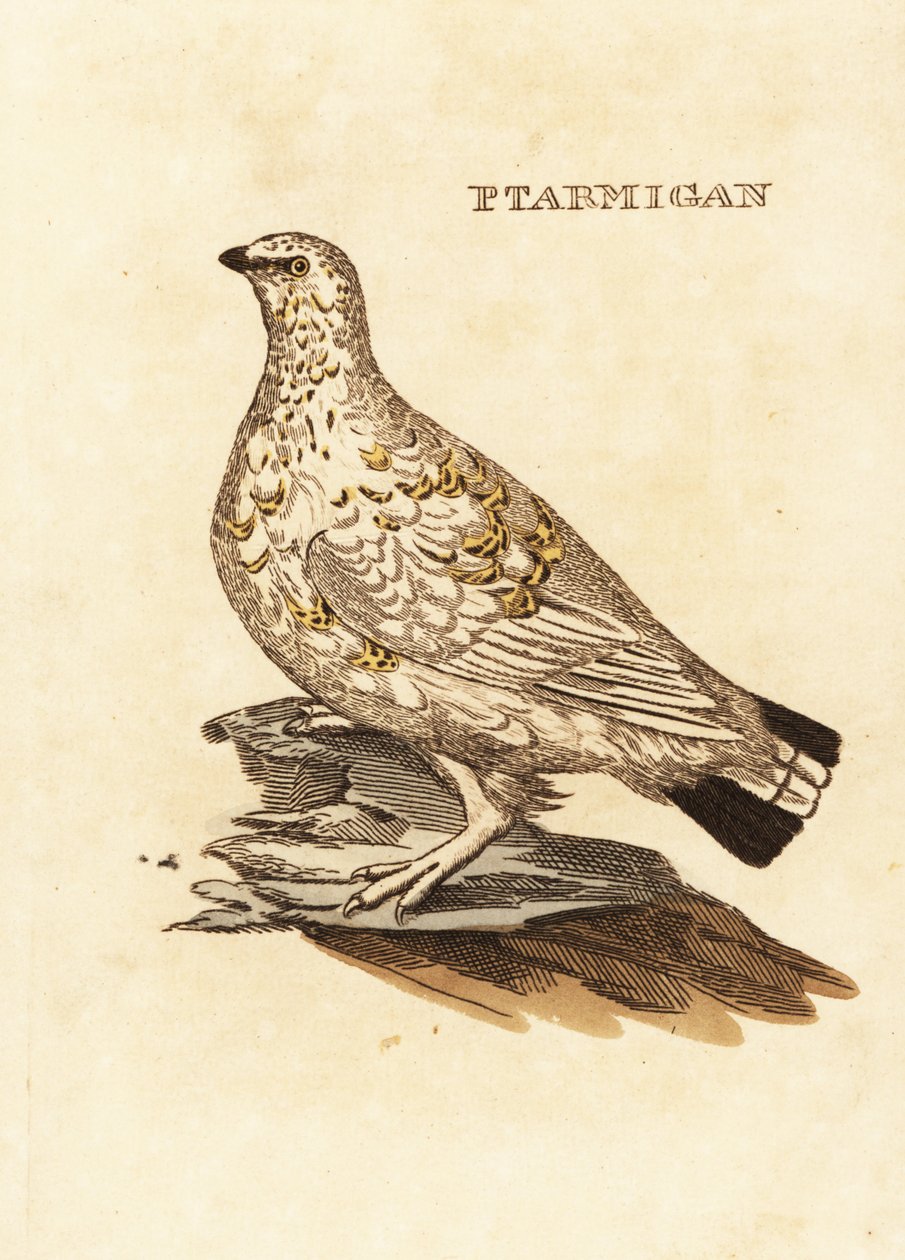 Ptarmigan riista tai valkoinen riista, Lagopus lagopus tekijältä Edward Donovan
