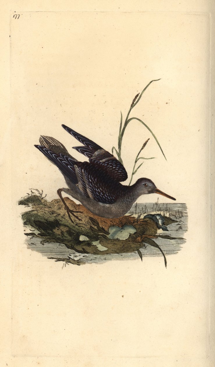 Flauter porpra, Calidris maritima. Placa de coure pintada a mà dibuixada i gravada per Edward Donovan a partir de la seva pròpia "Història natural dels ocells britànics", londinès tekijältä Edward Donovan