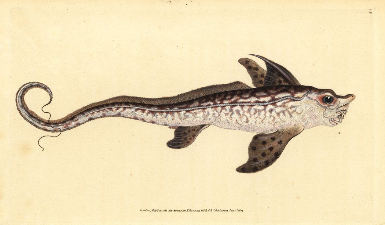 Rabbitfish tai merihirviö, Chimaera monstrosa. Lähes uhattu. Käsinvärinen kuparilevy, jonka on piirtänyt ja kaivertanut Edward Donovan teoksestaan Natural History of British Fishes, Donovan and F.C. ja J. Rivington, Lontoo tekijältä Edward Donovan