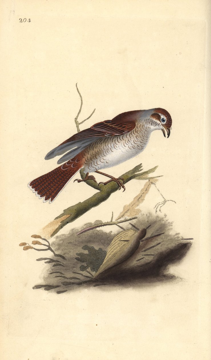 Punaselkäristikko (naaras), Lanius collurio. Käsinvärinen kuparilevy, jonka on piirtänyt ja kaivertanut Edward Donovan omasta "British Birds -luonnonhistoriastaan", Lontoossa tekijältä Edward Donovan
