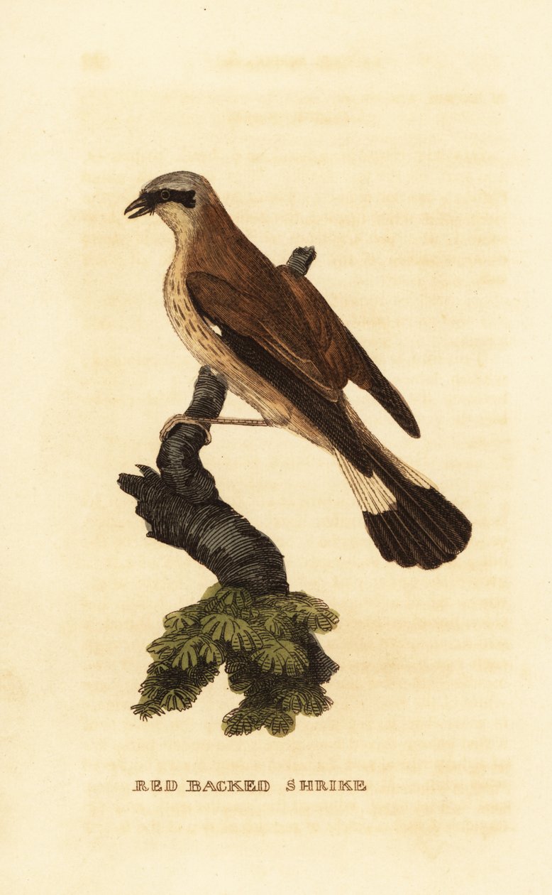 Punaselkäristikko, Lanius collurio tekijältä Edward Donovan