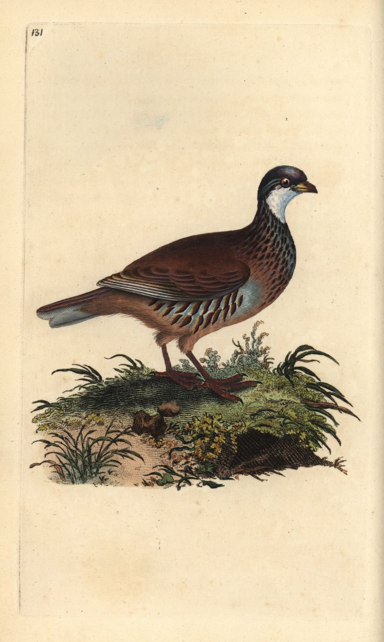 Punajalkainen peltopyy, Alectoris rufa. Käsinvärinen kuparilevy, jonka on piirtänyt ja kaivertanut Edward Donovan omasta "Britannian lintujen luonnonhistoriasta" (1794-1819). Edward Donovan (1768-1837) oli englantilais-irlantilainen amatöörieläintieteilijä tekijältä Edward Donovan