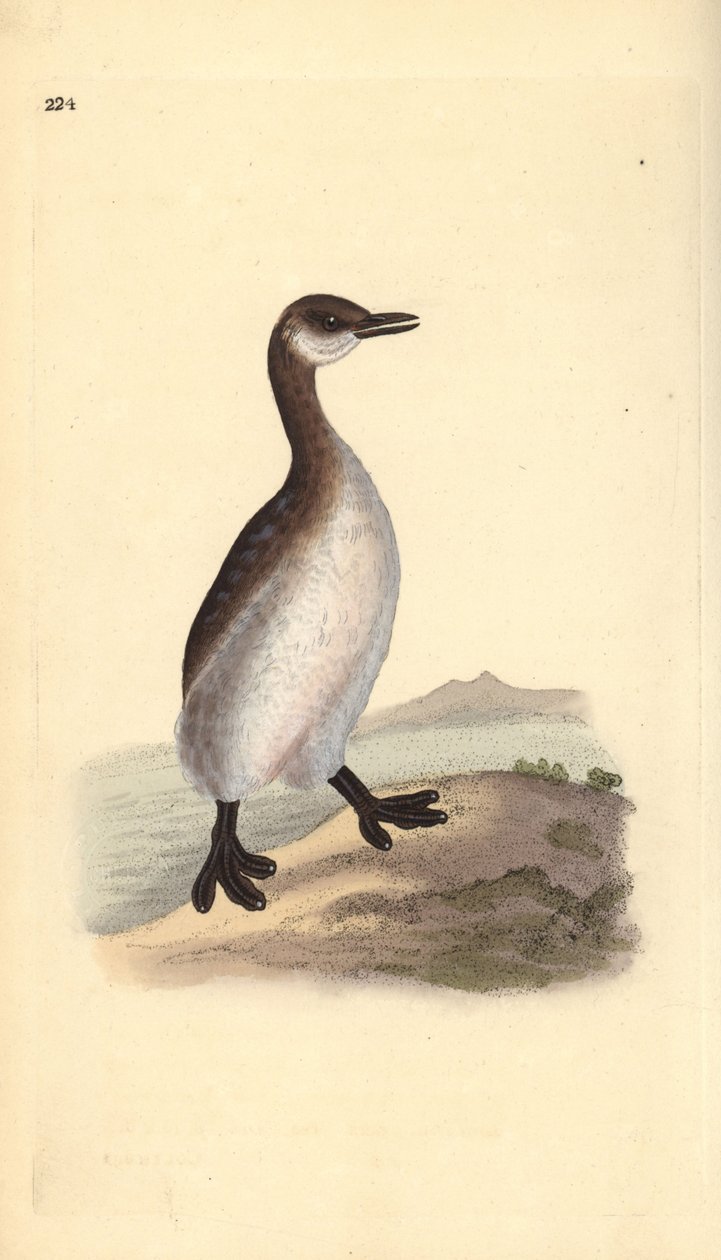 Punakaulavire (naaras), Podiceps grisegena. Käsinvärinen kuparilevy, jonka on piirtänyt ja kaivertanut Edward Donovan omasta "British Birds -luonnonhistoriastaan", Lontoossa tekijältä Edward Donovan