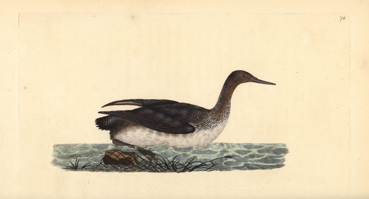 Punakurkku kuikka tai sukeltaja, Gavia stellata. Käsinvärinen kuparilevy, jonka on piirtänyt ja kaivertanut Edward Donovan omasta "British Birds -luonnonhistoriastaan", Lontoossa tekijältä Edward Donovan