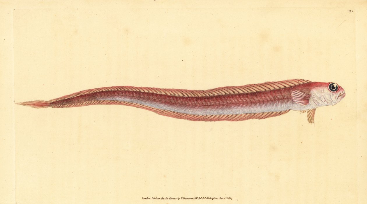Punainen nauhakala, Cepola macrophthalma (Rubescent band-fish, Cepola rubescens). Käsinvärinen kuparilevy, jonka on piirtänyt ja kaivertanut Edward Donovan teoksestaan Natural History of British Fishes, Donovan and F.C. ja J. Rivington, Lontoo tekijältä Edward Donovan