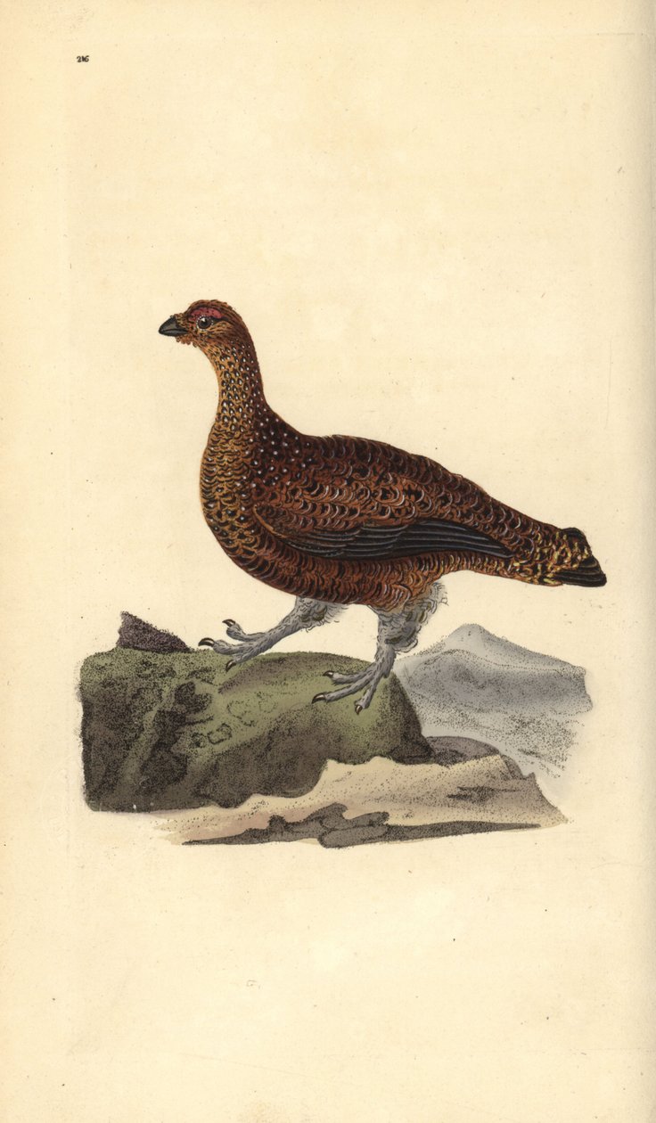 Punariekko (naaras), Lagopus scotica. Käsinvärinen kuparilevy, jonka on piirtänyt ja kaivertanut Edward Donovan omasta "British Birds -luonnonhistoriastaan", Lontoossa tekijältä Edward Donovan