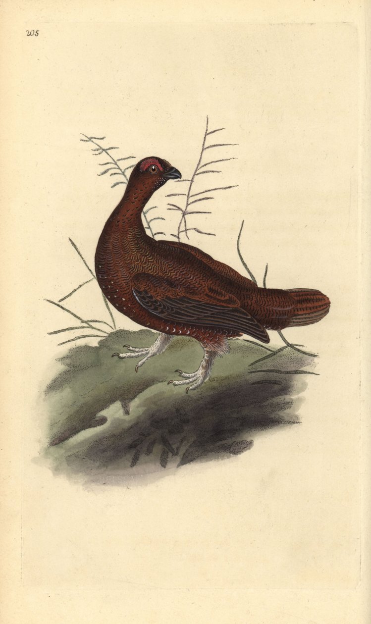 Punateeri, Lagopus lagopus scotica. Käsinvärinen kuparilevy, jonka on piirtänyt ja kaivertanut Edward Donovan omasta "British Birds -luonnonhistoriastaan", Lontoossa tekijältä Edward Donovan