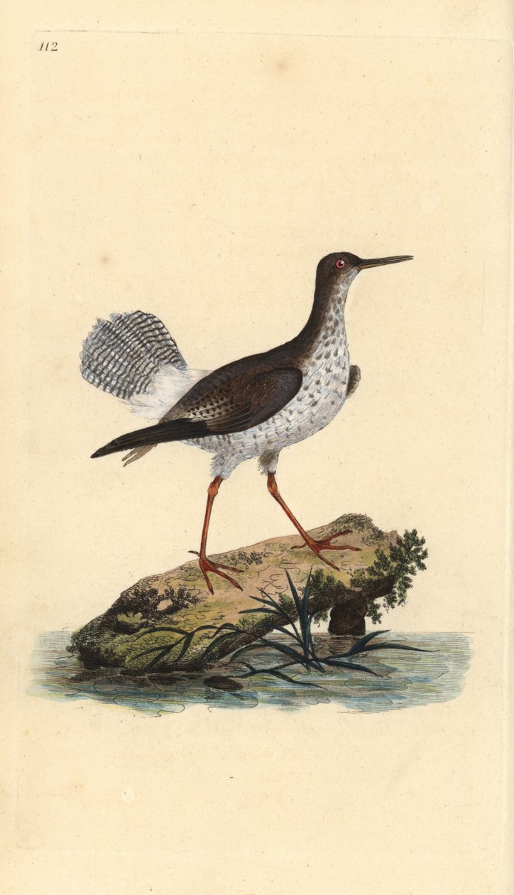 Punainen varsi, Tringa totanus. Käsinvärinen kuparilevy, jonka on piirtänyt ja kaivertanut Edward Donovan omasta "British Birds -luonnonhistoriastaan", Lontoossa tekijältä Edward Donovan