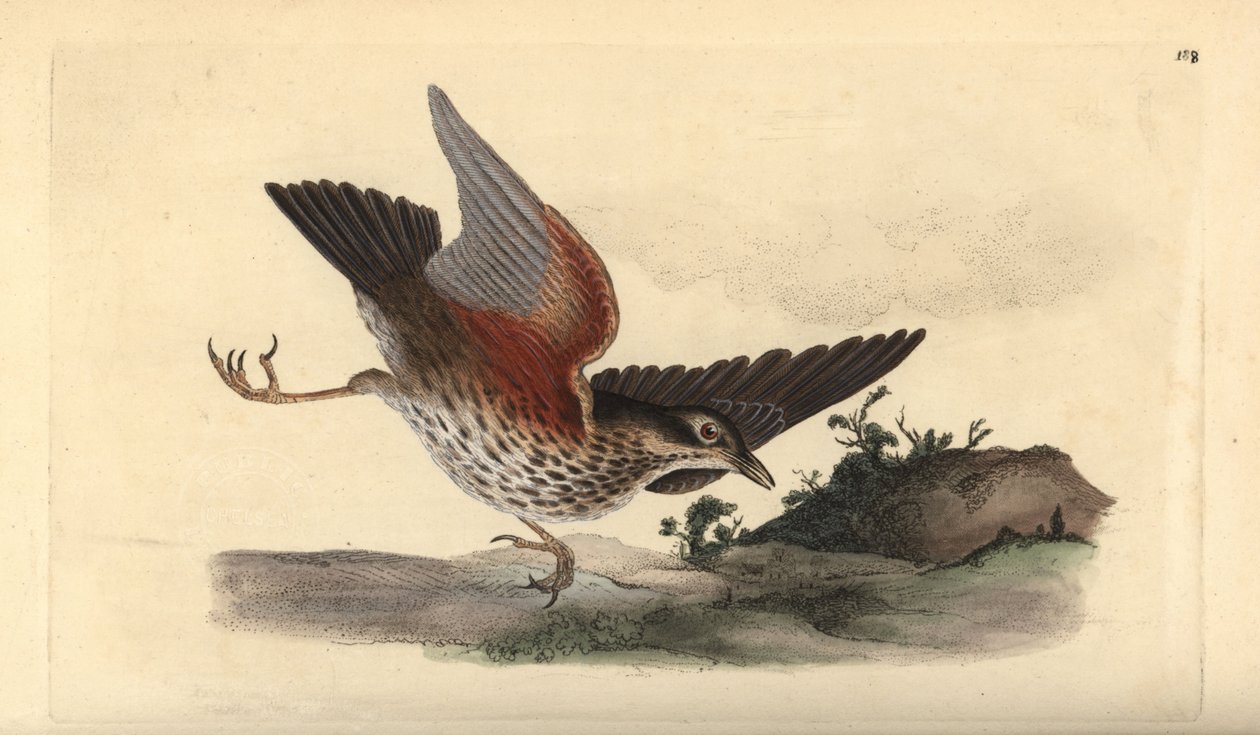 Redwing, Turdus iliacus. Käsinvärinen kuparilevy, jonka on piirtänyt ja kaivertanut Edward Donovan omasta "British Birds -luonnonhistoriastaan", Lontoossa tekijältä Edward Donovan
