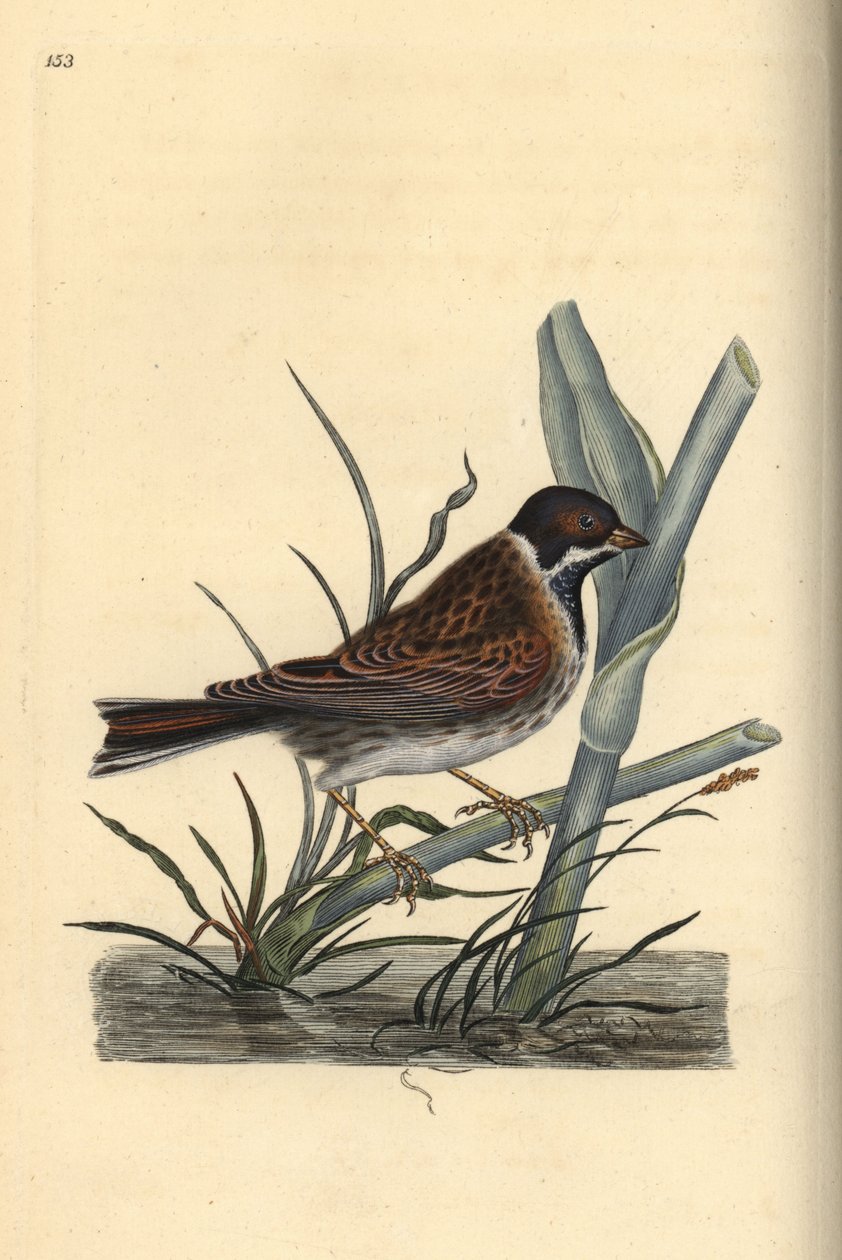 Ruokosirkku, Emberiza schoeniculus. Käsinvärinen kuparilevy, jonka on piirtänyt ja kaivertanut Edward Donovan omasta "British Birds -luonnonhistoriastaan", Lontoossa tekijältä Edward Donovan