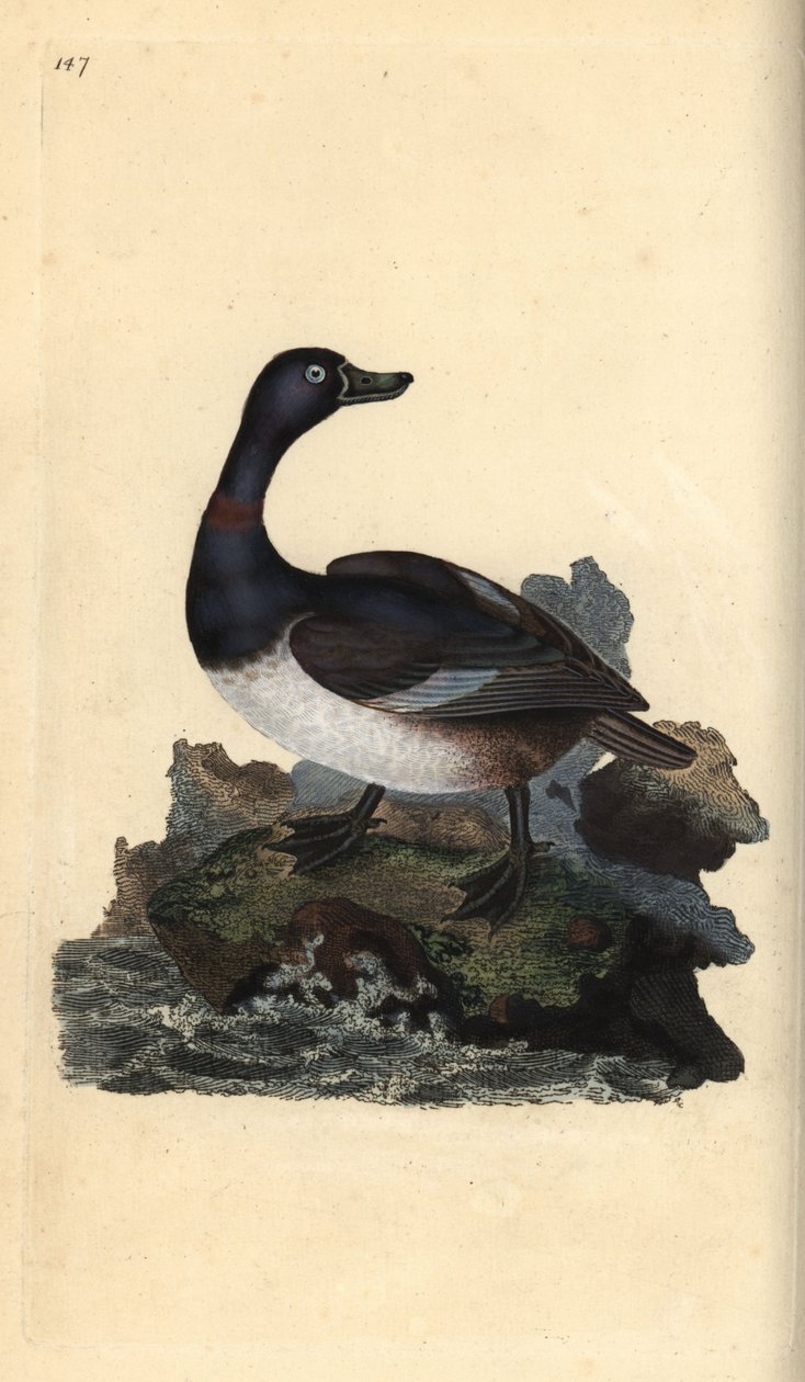 Rengaskaula-ankka, Aythya collaris. Käsinvärinen kuparilevy, jonka on piirtänyt ja kaivertanut Edward Donovan omasta "British Birds -luonnonhistoriastaan", Lontoossa tekijältä Edward Donovan