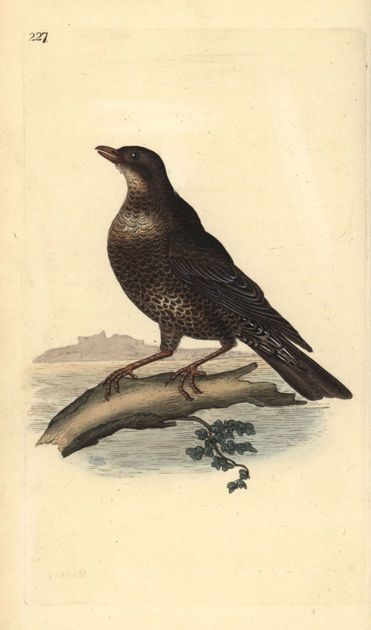 Ring ouzel (naaras), Turdus torquatus. Käsinvärinen kuparilevy, jonka on piirtänyt ja kaivertanut Edward Donovan omasta "British Birds -luonnonhistoriastaan", Lontoossa tekijältä Edward Donovan