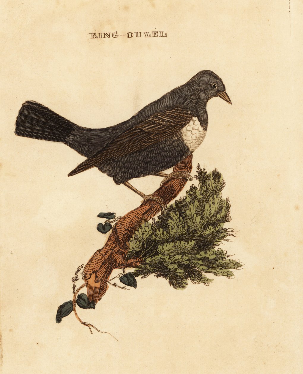 Ring ouzel, sammas tekijältä Edward Donovan