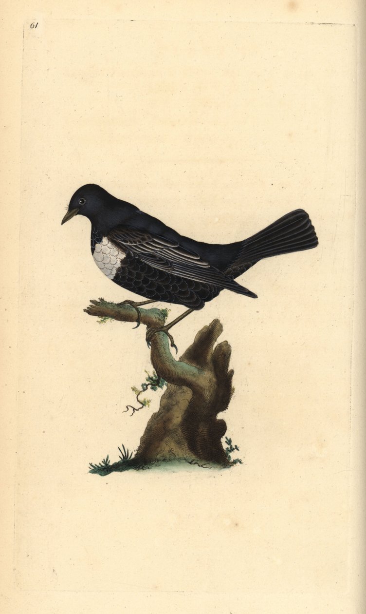 Ring ouzel, Turdus torquatus. Käsinvärinen kuparilevy, jonka on piirtänyt ja kaivertanut Edward Donovan omasta "British Birds -luonnonhistoriastaan", Lontoossa tekijältä Edward Donovan