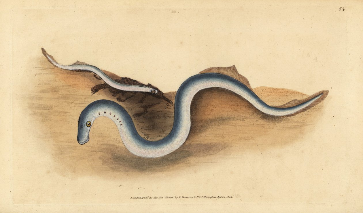 Nahkiainen, Lampetra fluviatilis (Lampern tai pieni nahkiais, Petromyzon fluviatilis). Käsinvärinen kuparilevy, jonka on piirtänyt ja kaivertanut Edward Donovan teoksestaan Natural History of British Fishes, Donovan and F.C. ja J. Rivington, Lontoo tekijältä Edward Donovan
