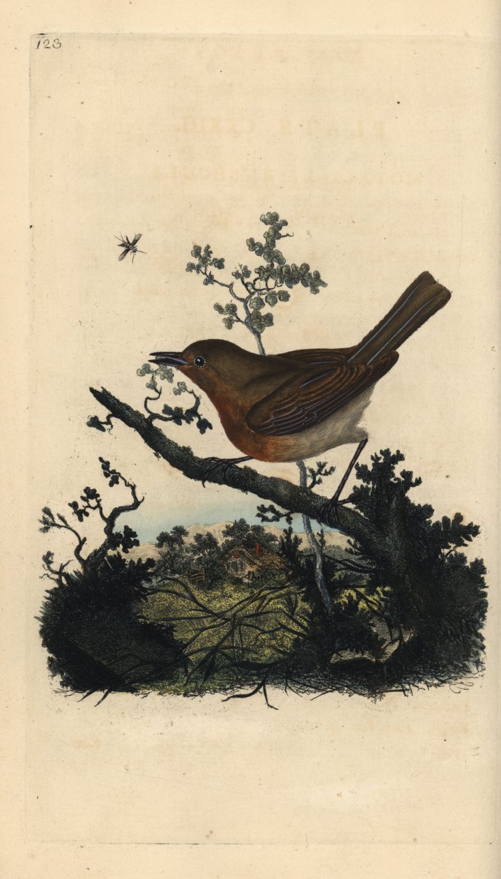 Robin redbreast, Erithacus rubecula. Käsinvärinen kuparilevy, jonka on piirtänyt ja kaivertanut Edward Donovan omasta "British Birds -luonnonhistoriastaan", Lontoossa tekijältä Edward Donovan
