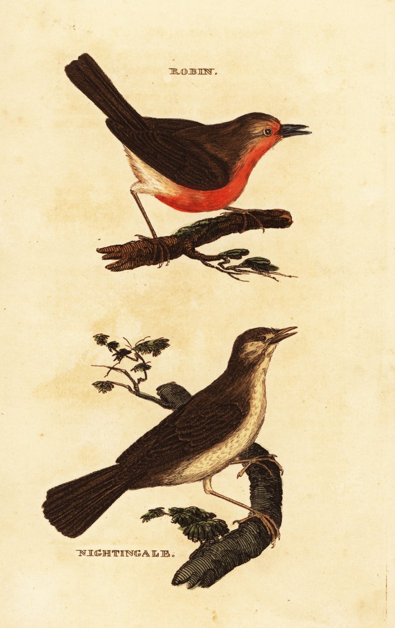 Robin redbreast, Erithacus rubecula ja satakieli, Luscinia megarhynchos tekijältä Edward Donovan