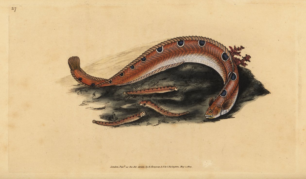 Kalliokivikala, Pholis gunnellus (Spotted blenny or butter fish, Blennius gunnellus). Edward Donovanin käsin piirtämä ja kaiverrettu kuparilevy teoksesta Natural History of British Fishes, Donovan and F.C. and J. Rivington, Lontoo. tekijältä Edward Donovan