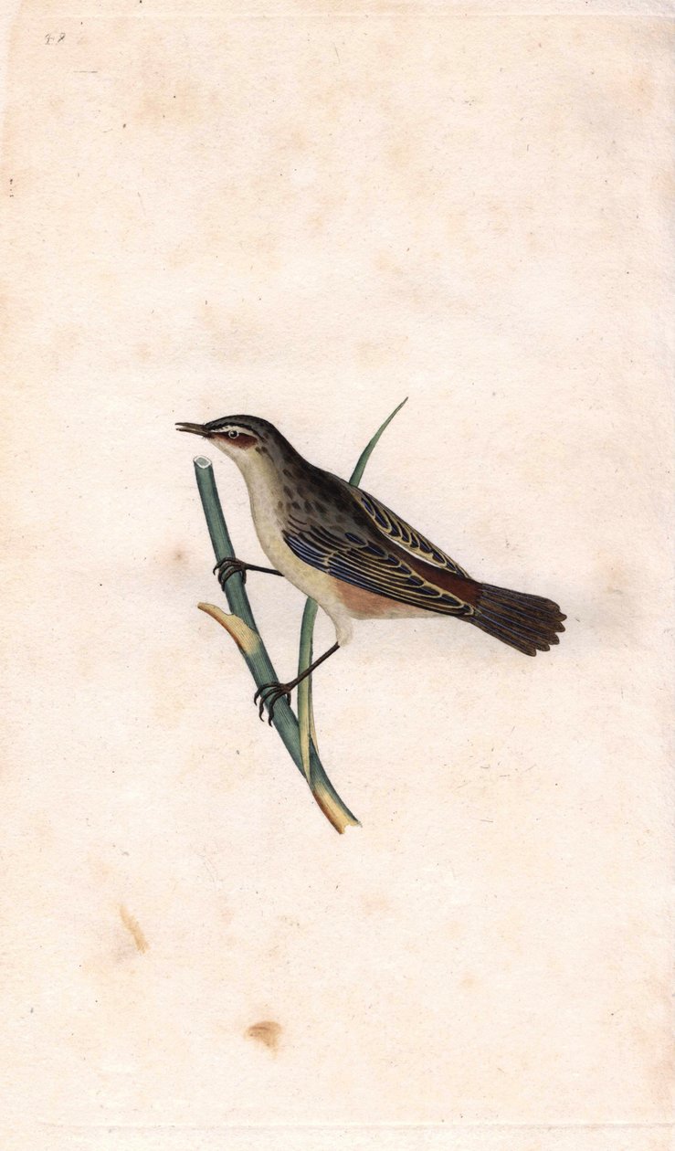Varren phragmiitti. Acrocephalus schoenobaenus (Motacilla salicaria). Edward Donovanin (1768-1837) kuparikaiverrus, julkaistu Natural History of British Birdsissa, Lontoossa tekijältä Edward Donovan