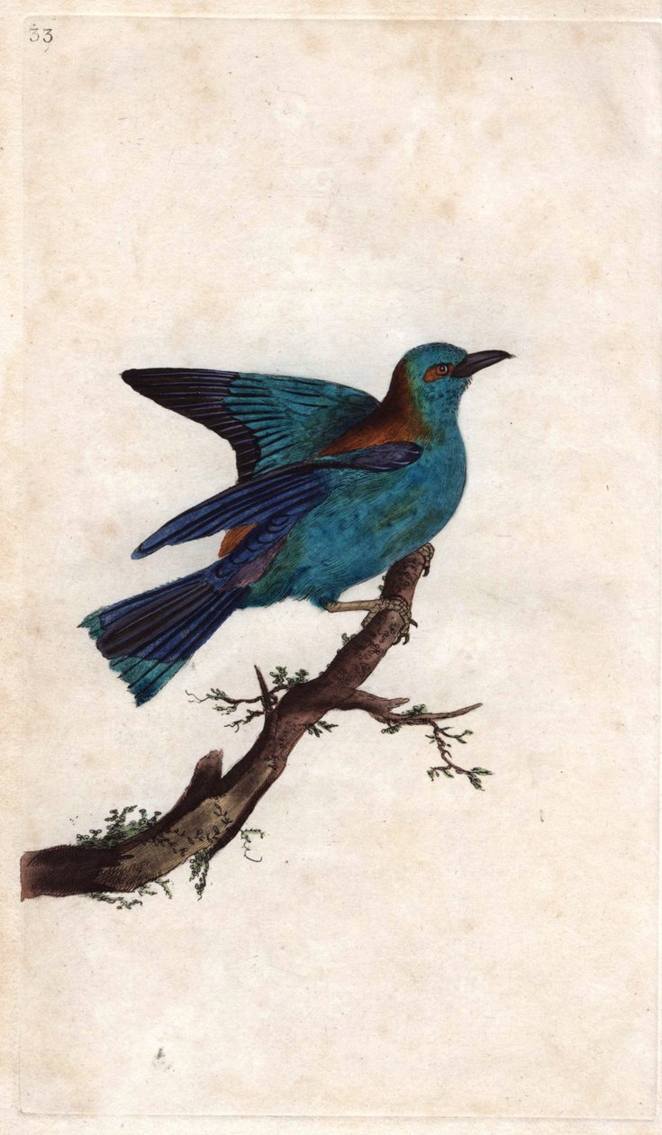 Euroopan rulla. Coracias garrula (Coracias garrula). Edward Donovanin (1768-1837) kuparikaiverrus, julkaistu Natural History of British Birdsissä, Lontoossa tekijältä Edward Donovan