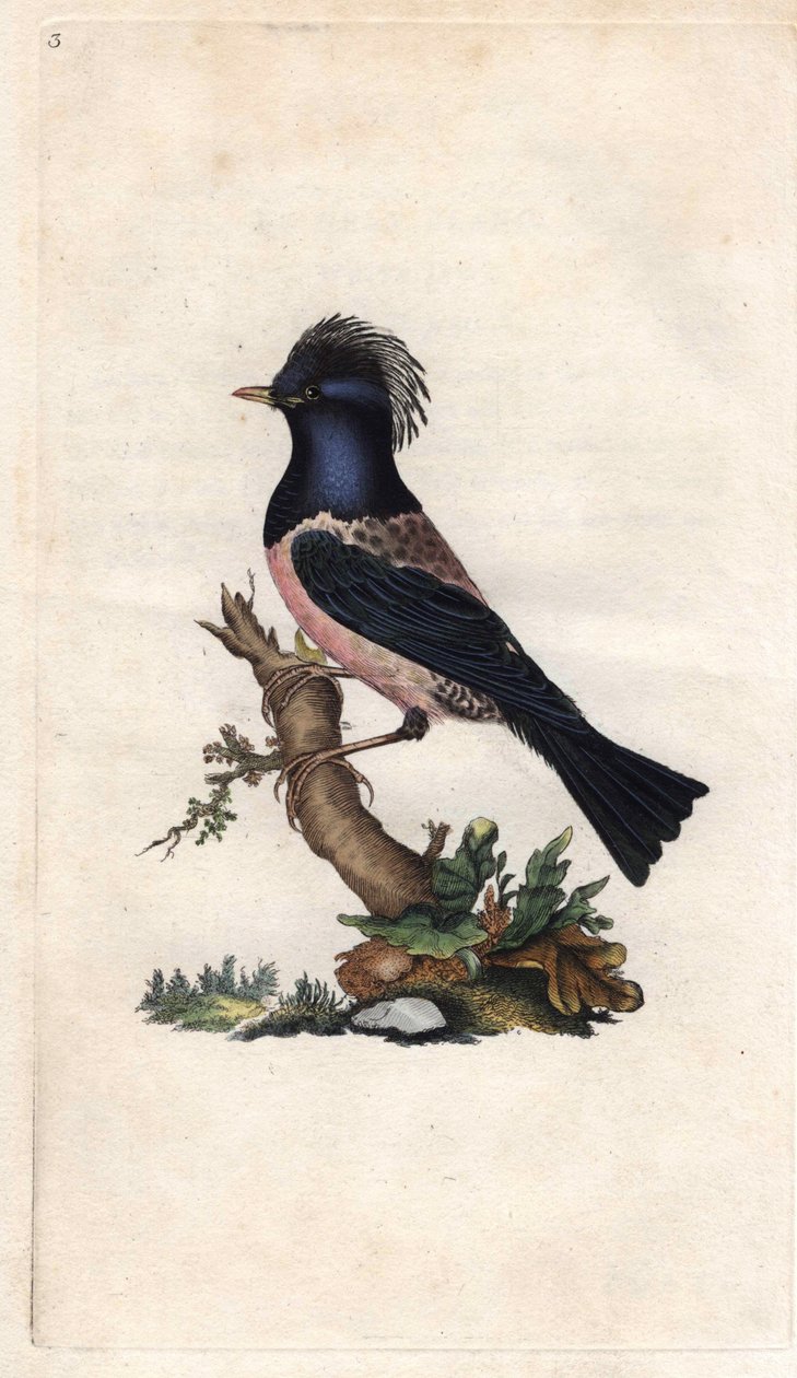 Estornell Finch. Sturnus roseus (Turdus roseus). Gravat en coure d