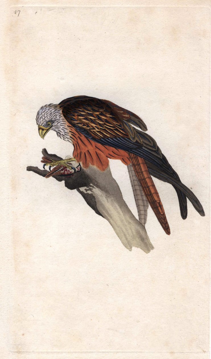Royal Milano. Milvus milvus (Falco milvus). Edward Donovanin (1768-1837) kuparikaiverrus, julkaistu Natural History of British Birdsissä, Lontoossa tekijältä Edward Donovan