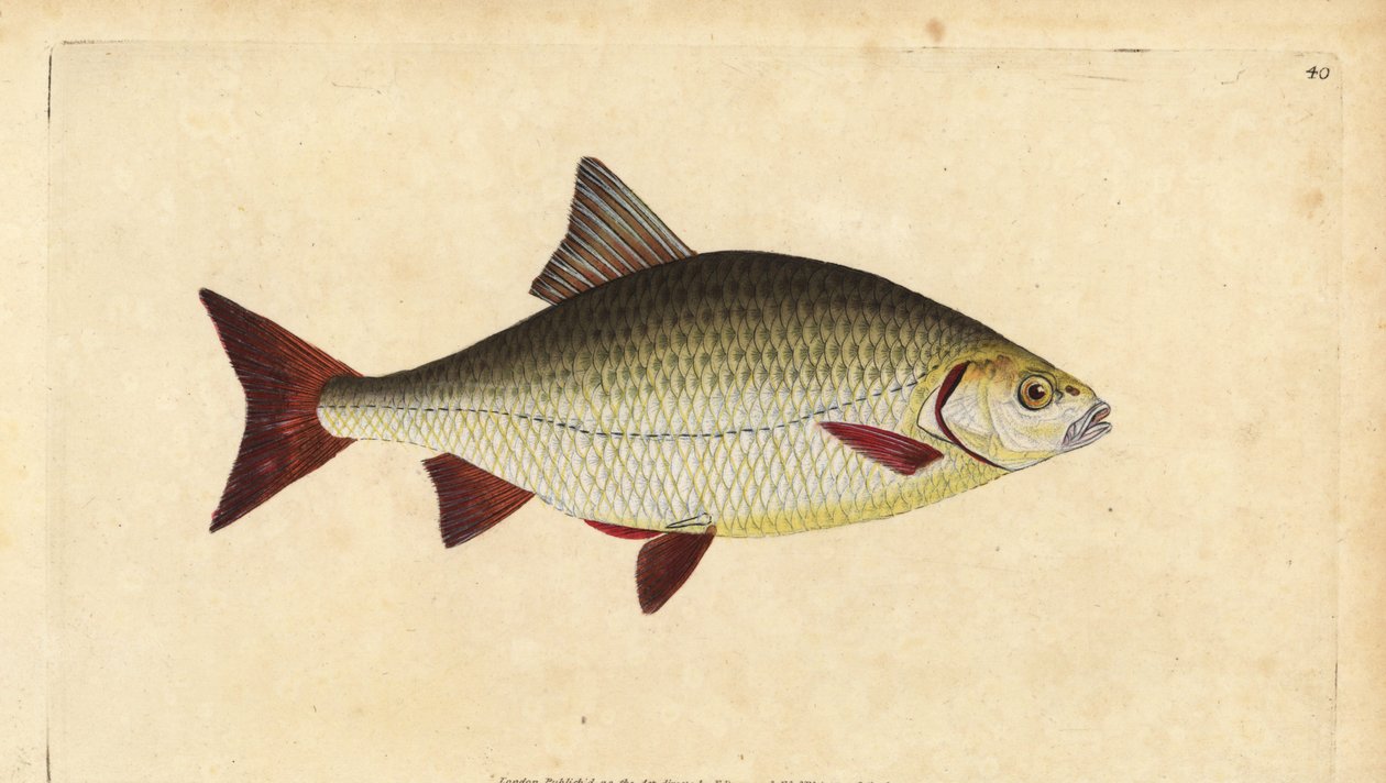 Rudd, Scardinius erythrophthalmus (Red eye, Cyprinus erythrophthalmus). Käsinvärinen kuparilevy, jonka on piirtänyt ja kaivertanut Edward Donovan teoksestaan Natural History of British Fishes, Donovan and F.C. ja J. Rivington, Lontoo tekijältä Edward Donovan